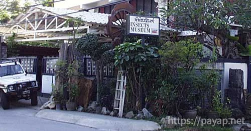 昆虫博物館