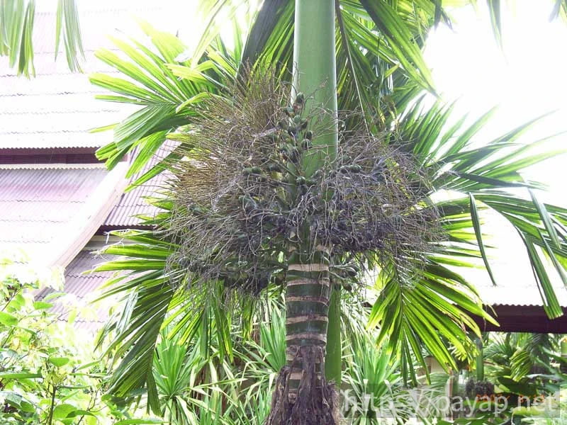 ウィアンクムカム遺跡(เวียงกุมกาม)